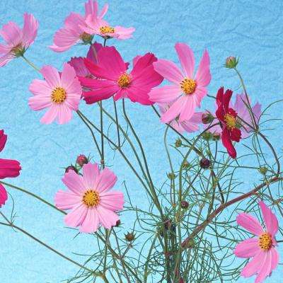 光线传媒：与猫眼娱乐签署IP衍生业务合作框架协议