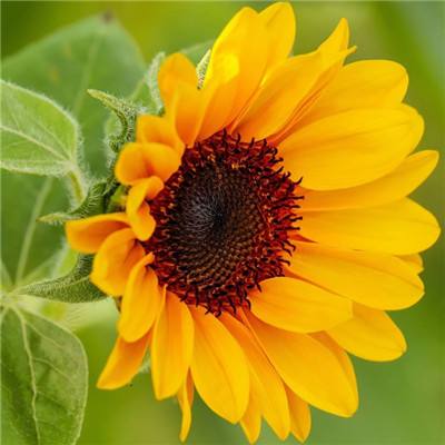 骗贷超6.6亿元 涉金融领域犯罪嫌疑人张某潜逃境外三年后被押解回国